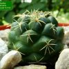 17c _Coryphantha_ elephantidens _ssp.greenwoodii_FO183 _01